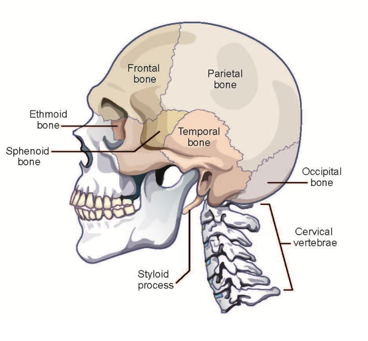 <p>front, parietal, occipital, temporal, sphenoid, ethmoid, nasal, mandible`</p>
