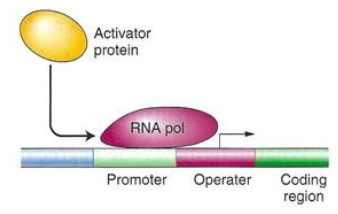 <p><strong>Glucose Preference</strong><br>āGlucose is the preferred energy source because it requires less energy to metabolize<br>āBacteria preferentially metabolize glucose even when other sugars like lactose are present</p><p><strong>Catabolite Repression</strong><br>āWhen glucose is present, bacteria turn off other metabolic pathways<br>āThis repression of alternative pathways is called catabolite repression<br>āExample: glucose metabolism represses the lac operon</p><p><strong>Positive Control</strong><br>āWhen glucose is low, transcription of other metabolic pathways is turned on<br>āThis positive control is independent of the repressor/inhibitor mechanisms</p><p><strong>Molecular Mechanism</strong><br>āPositive control works via catabolite activator protein (CAP) and cAMP<br>āLevels of cAMP are inversely proportional to glucose levels</p>