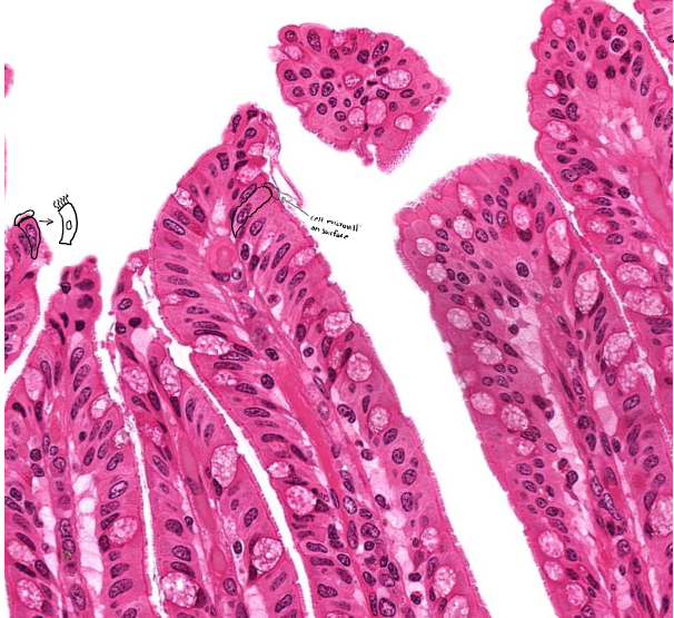 <p>What surface mechanism is this?</p>