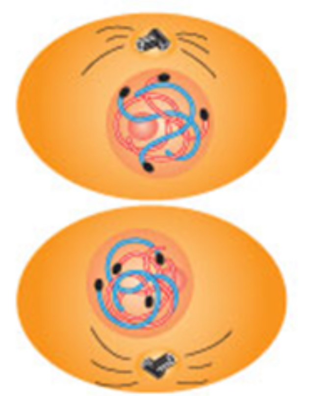 <p>Cytokinesis </p>