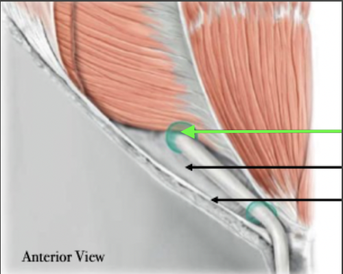 <p>Inguinal Canal Features</p>