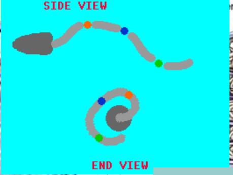 <p>Sperm maturation</p>