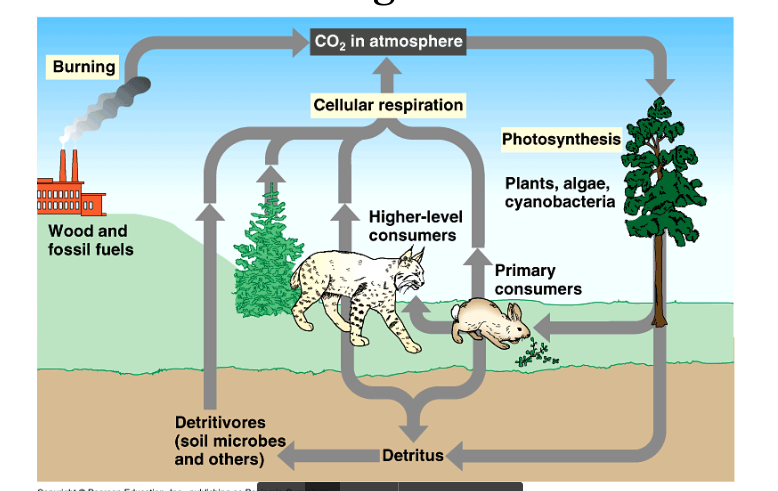 <p>The flow of CO2 through the biosphere.</p><p>The main part of this cycle involves the relation between <strong>respiration </strong>and <strong>photosynthesis</strong>.</p>