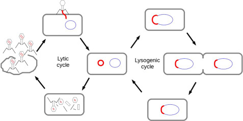 <p>Order of the Lysogenic Cycle</p>