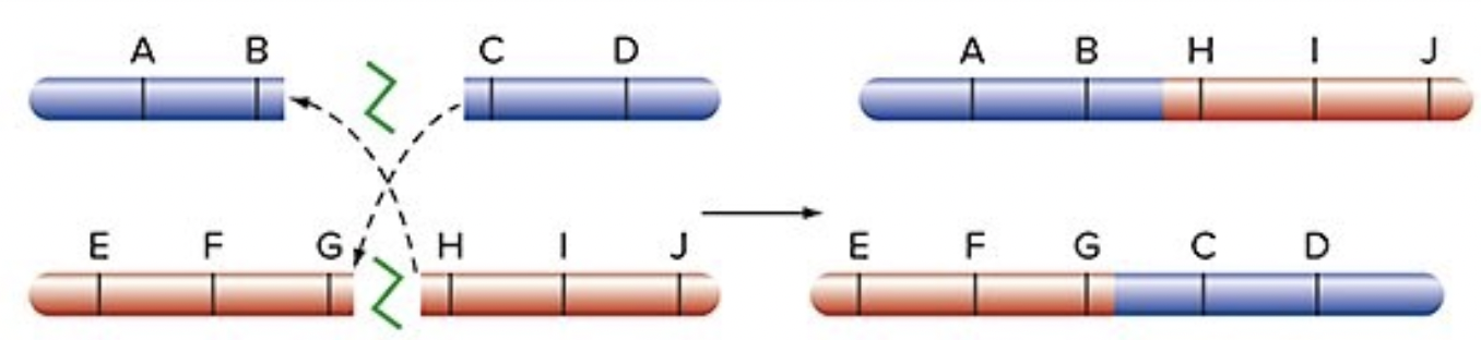 <p>fusing the ends of incorrect chromosomes</p><ul><li><p>2 completely novel genes</p></li></ul>