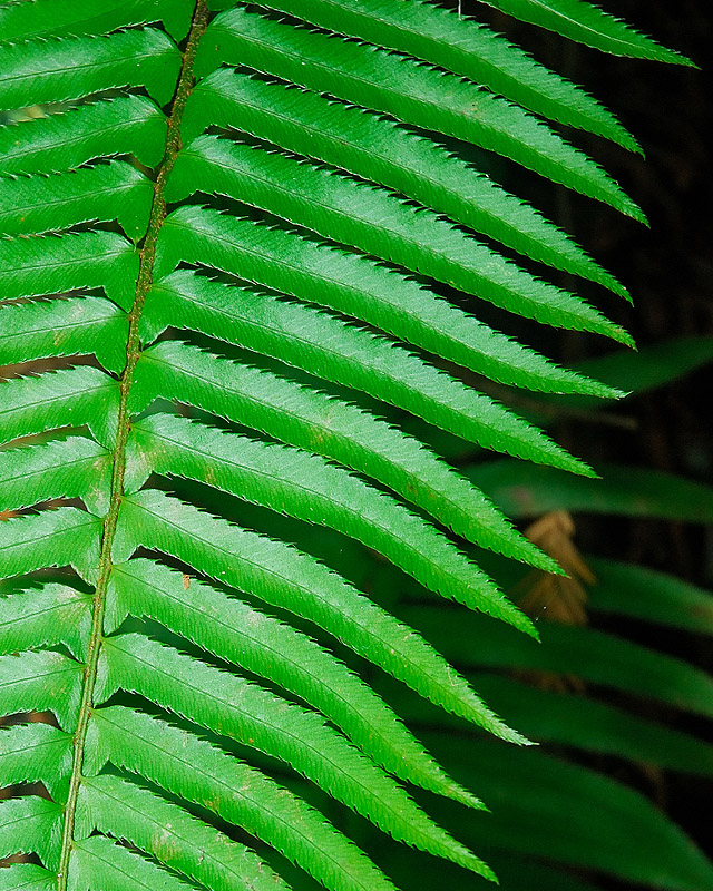 <p>Polystichum munitum</p>