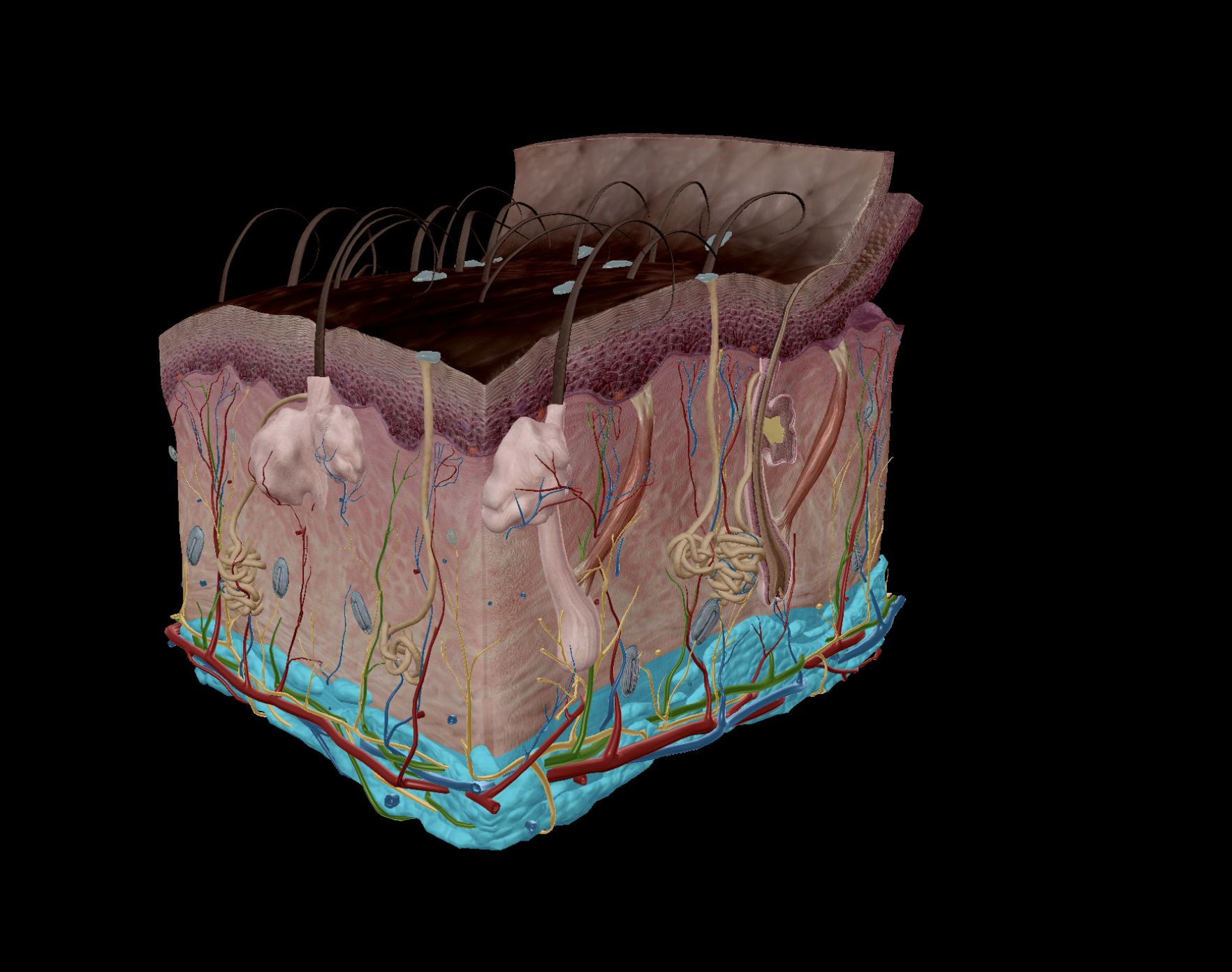 <p>Contains <u>loose connective tissue</u> - <strong>adipose tissue</strong></p><ul><li><p>Deeper to the dermis</p></li><li><p>Attaches dermis to deep fascia</p></li><li><p><strong><em><mark data-color="blue" style="background-color: blue; color: inherit;"><u>Vasculated &amp; innervated</u></mark></em></strong></p></li><li><p>Adipose tissue (fat):</p><ul><li><p>Stores <strong><u>energy</u></strong> as fat</p></li><li><p>Provides <strong><u>insulation</u></strong>, thus helps retains heat</p></li><li><p>Shock <strong><u>absorption</u></strong></p></li></ul></li><li><p>Enables the skin to slide around slightly without tearing muscles</p></li></ul><p><span style="color: rgb(0, 0, 0);"><strong><em><mark data-color="#NaNNaNNaN" style="color: inherit;"><u>Not actually part of the integumentary system</u></mark></em></strong></span></p>