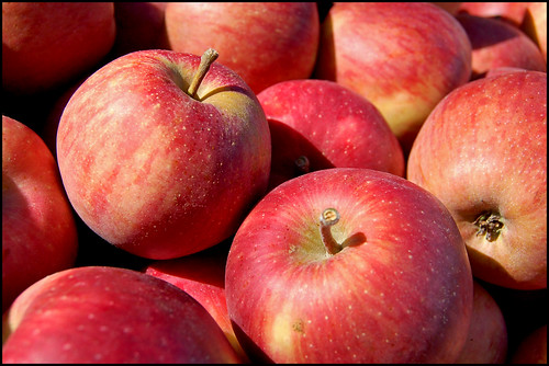 Medium-very large, round-conical-oblong shape, light skin tones, pink-red skin color, sometimes waxy, light colored dots, some stripes.