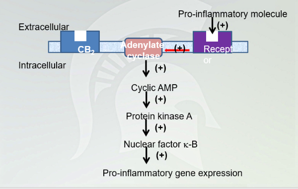 <ul><li><p><span style="font-family: Arial, sans-serif">Inhibition cAMP and decrease signaling cascade and pro-inflammatory gene expression. Decrease immune response</span></p></li></ul>