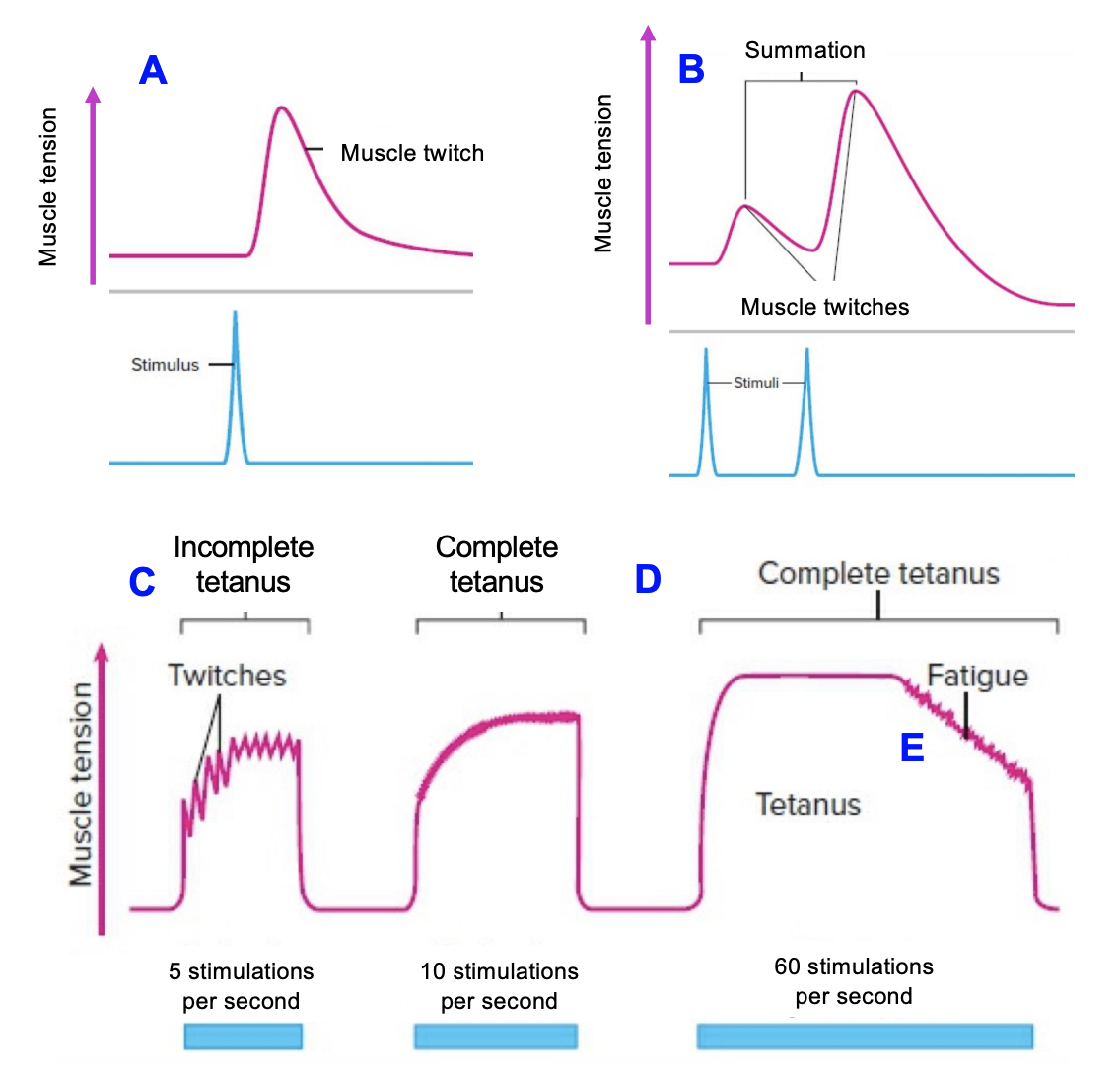 <ul><li><p>If we increase the frequency of stimulation the relaxation time between successive twitches will get shorter and shorter as the strength of contraction increases in amplitude. When there is still a partial relaxation</p></li></ul><p></p>