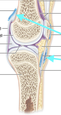 <p>Fluid pocket</p><p>Synovial</p><p>Where Rubbing occurs</p><p>(Water balloon story)</p>