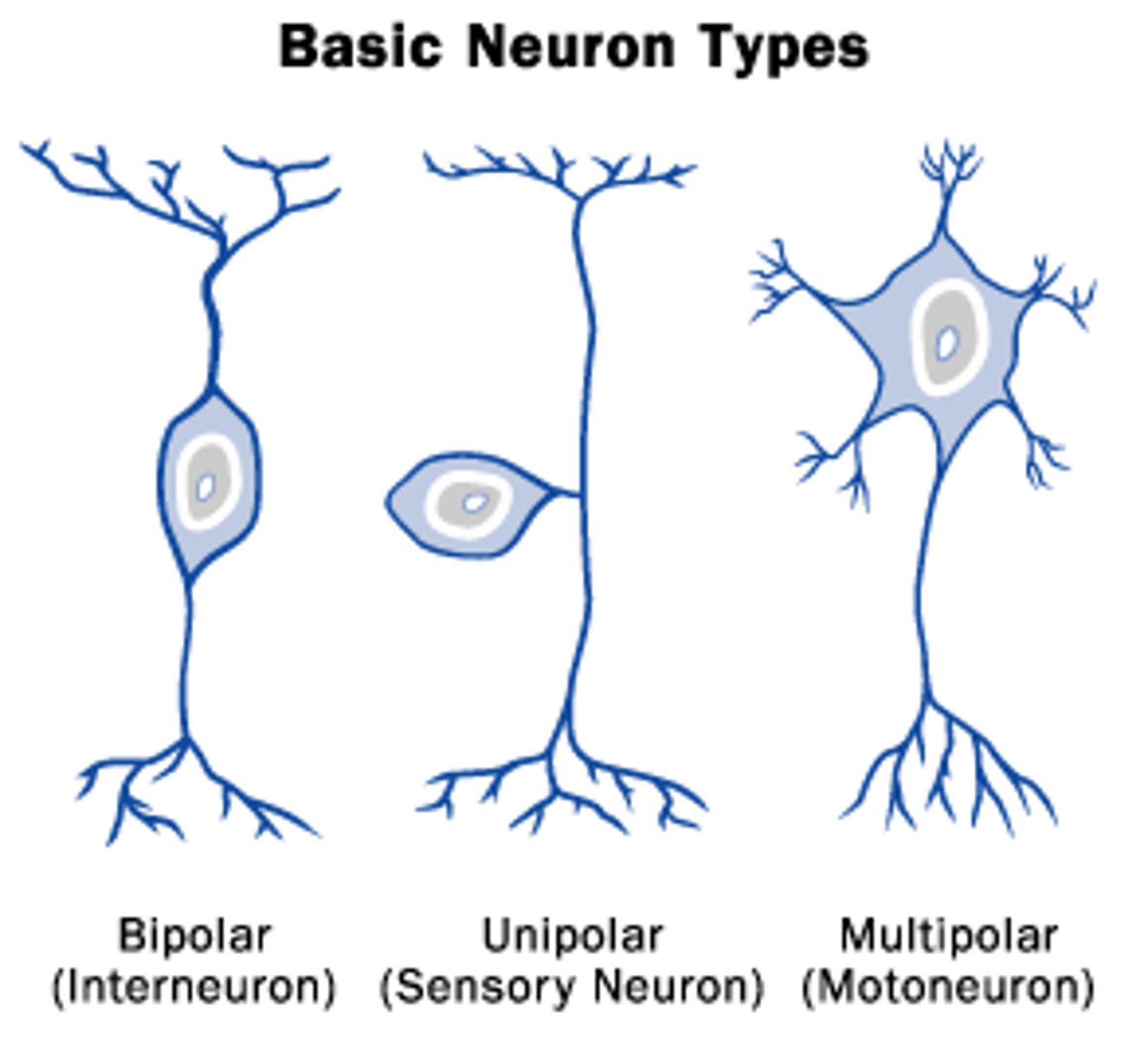 <p>Classified by function:</p><p>1. Sensory neurons/Afferent neurons (Arrival)</p><p>2. Motor neurons: Efferent neurons (Exit)</p><p>3. Interneurons -between the sensation of a signal and the action</p>