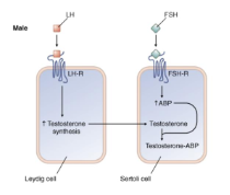 <ul><li><p>LH stimulates testicular leydig cells to increase the synthesis of testosterone, which then diffuses into Sertoli cells </p></li><li><p>In the sertoli cells, FSH stimulation increases ABP, which is important for maintaining high testicular concentration of testosterone necessary for spermatogenesis</p></li></ul><p></p>