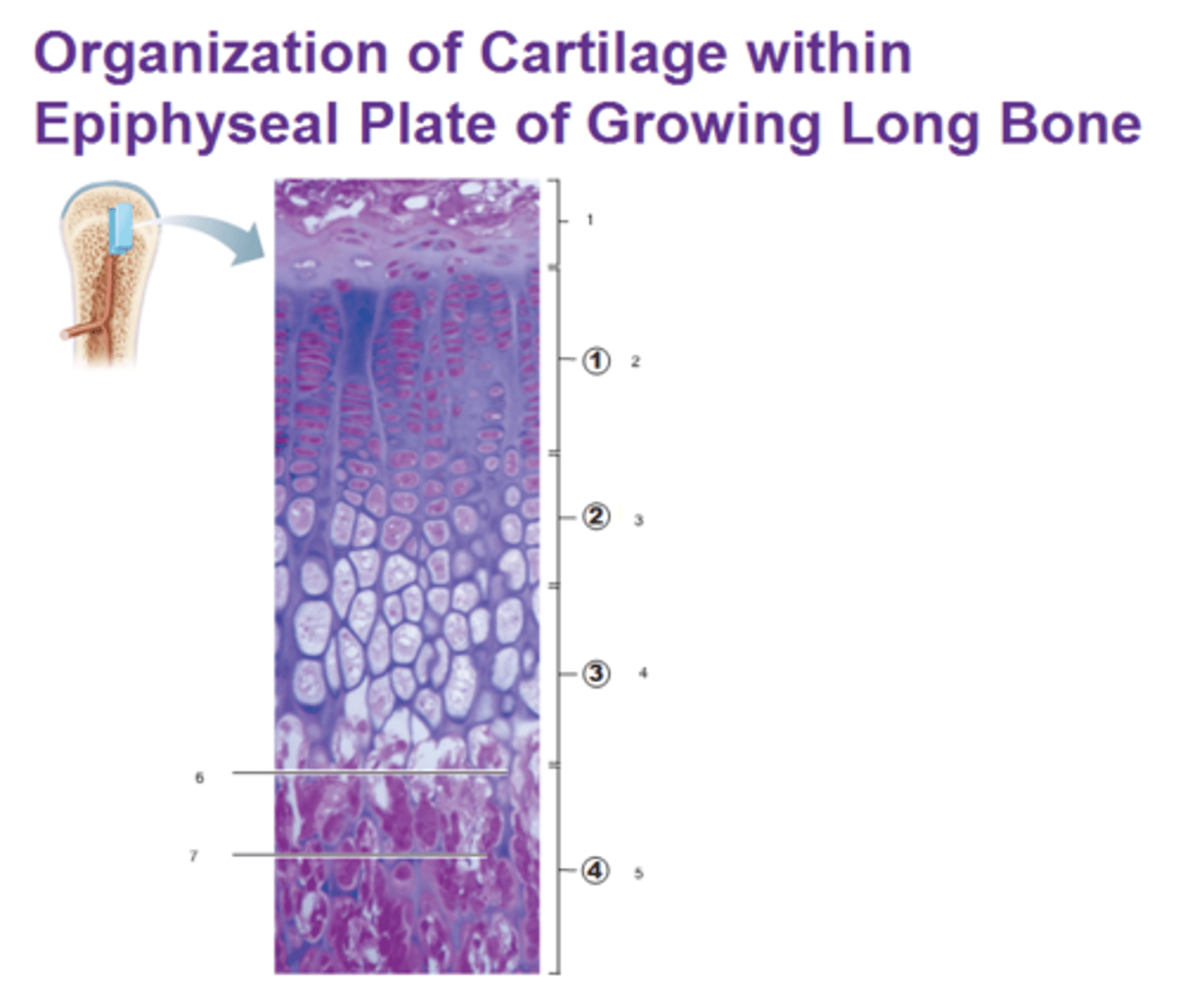 <p>zone where cartilage on epiphyseal side of epiphyseal plate; relatively inactive</p>