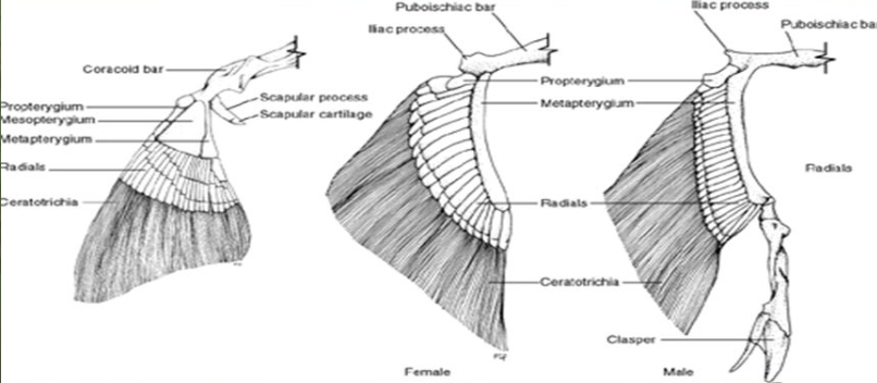 <ul><li><p>Have 3 enlarged basal pterygiophores in pectoral fins called metapterygium, mesopterygium, and proterygium</p></li><li><p>Metapterygial stem of the pelvic girdle consists of postaxial series</p></li><li><p>coracoid bar (pectoral girdle) doesn’t articulate with the skull</p></li><li><p>ischiopubic bar (pelvic girdle) is a single solid element and doesn’t articulate with the axial skeleton. Free floating, associated with the body wall</p></li><li><p>fin rays called ceratotrichia</p></li></ul><p></p>