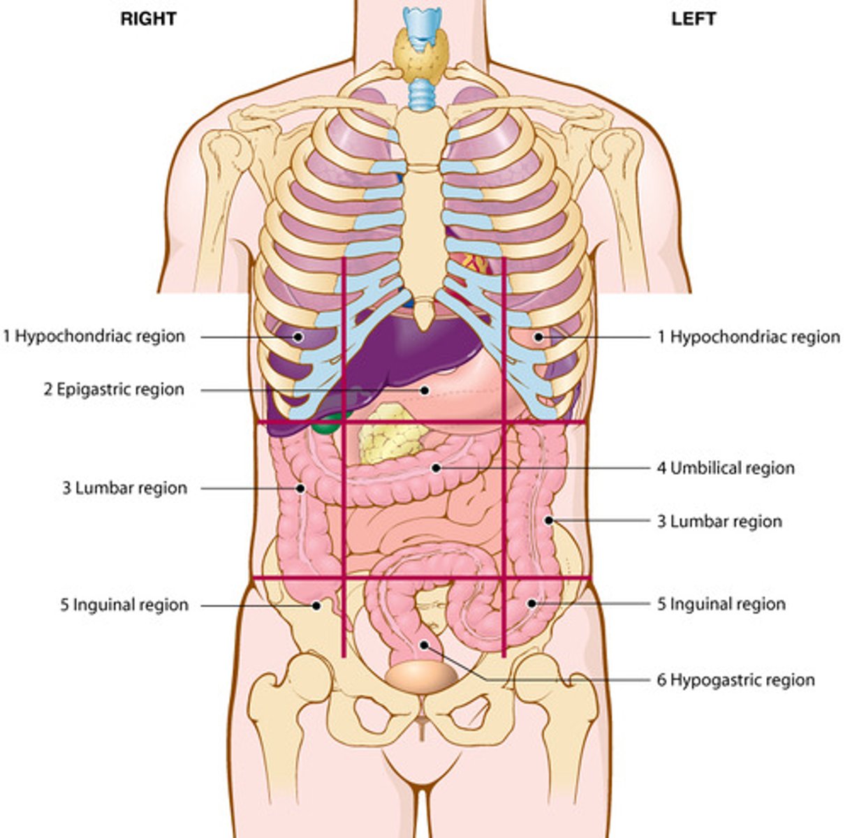 knowt flashcard image