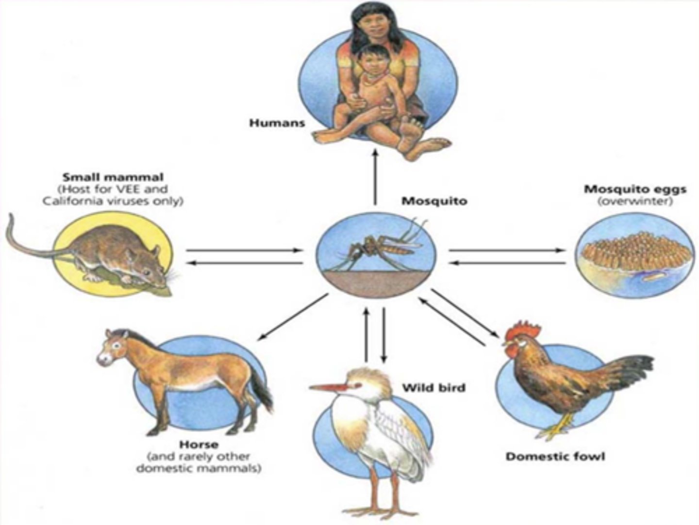 <p>arthropod-borne viruses that belong to several different viral groups - grouped together based on their vector (arthropod)</p><p>3 multiple choice options</p>
