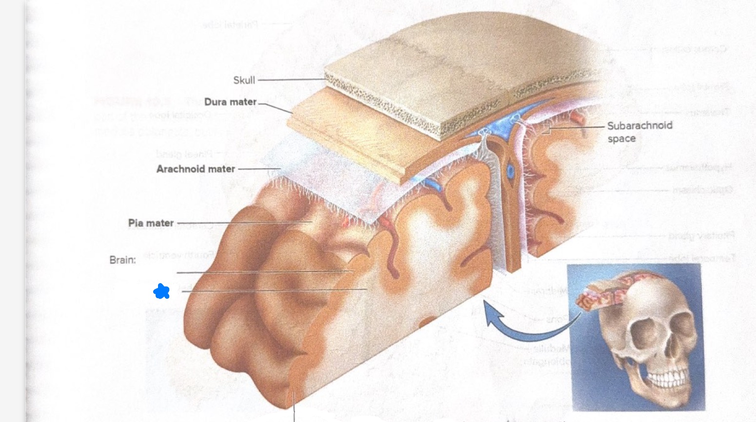 <p>What is starred in this photo? </p>