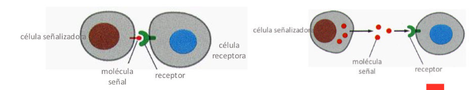 <p>-secrete signal molecules (by exocytosis or diffusion across the membrane)</p><p></p><p>-contact-dependent signalling: exposing signal molecules on their cell surface (influences cells that are in close contact)</p>