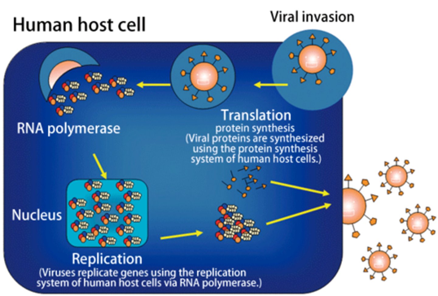 <p>Viruses cannot survive without a host ("obligate"), they need to enter the host ("intracellular"), and they use the hosts machinary without benefiting the host and often times harming the host ("parasite").</p>