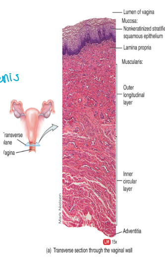 <ul><li><p>functions as the</p><ul><li><p>birth canal</p></li><li><p>site of sperm deposition and transport</p></li><li><p>exit for menstrual flow</p></li><li><p>naturally mean to happen</p></li></ul></li><li><p>contains</p><ol><li><p>mucosa</p><ul><li><p>stratified squamous epithelium and connective tissue (for abrasion of baby or penis)</p></li><li><p>rugae to stimulate the penis and allow for expansion of the vaginal cavity</p></li></ul></li><li><p>a muscularis layer</p><ul><li><p>two layers of smooth muscle</p></li><li><p>facilitates stretching during childbirth and intercourse</p><ul><li><p>elastic</p></li></ul></li></ul></li><li><p>adventitia</p><ul><li><p>areolar connective tissue (covering)</p></li></ul></li></ol></li></ul><p></p>