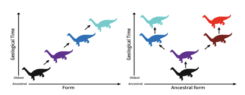 <p>Ana: Creation of new species through gradual, step-wise change <br>Clado: Faster, lineage splitting </p>