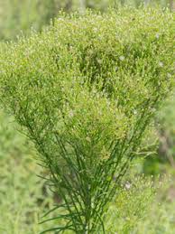 <p>Horseweed</p>