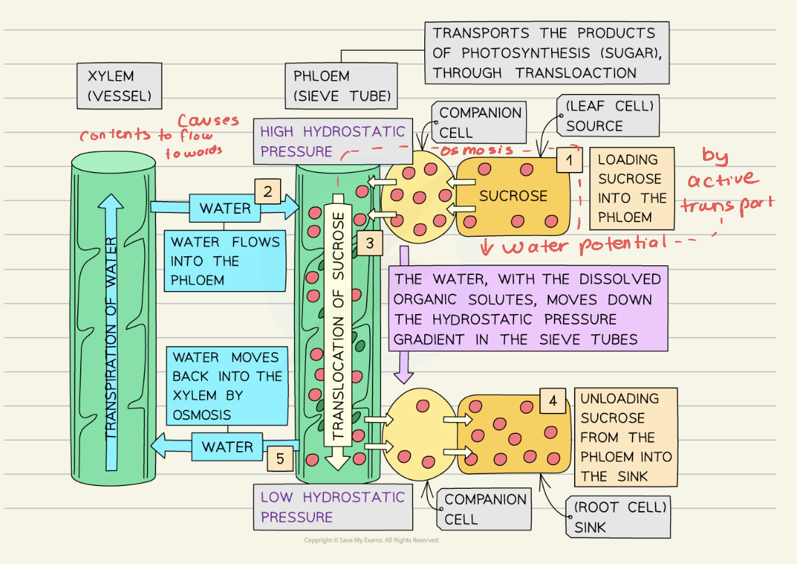 knowt flashcard image