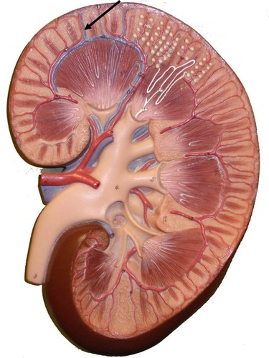 <p>radiate around the cortex of the kidney</p>