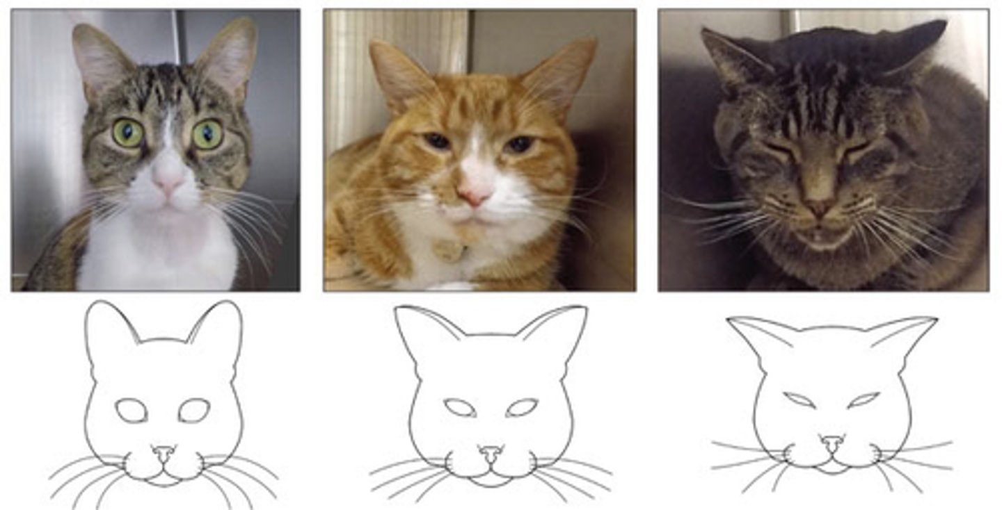 <p>- Eyes, ears, muscles, whiskers, head position</p>
