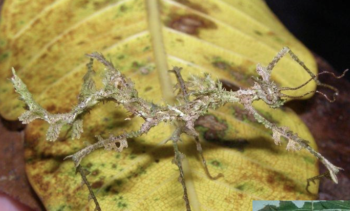 <p>walking sticks</p><ul><li><p>masters of camouflage</p></li></ul><p></p>