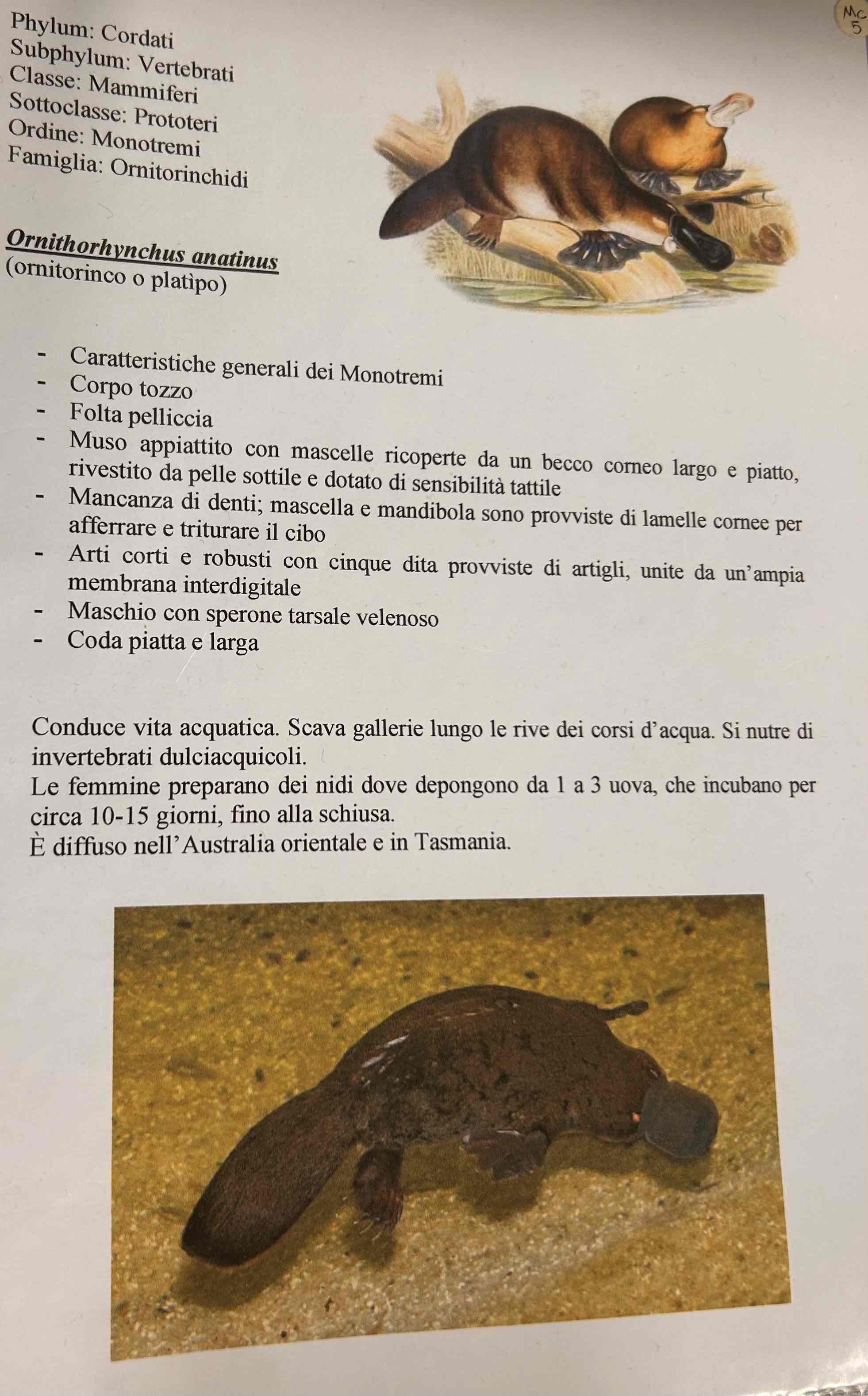 <p>Cordati</p><p style="text-align: start">Vertebrati</p><p style="text-align: start">Gnatostomi</p><p style="text-align: start">Tetrapodi</p><p style="text-align: start">Mammiferi</p><p style="text-align: start">Metatheria</p><p style="text-align: start">Monotremi</p><p style="text-align: start">Ornithorhynchus anatinus (ornitorinco)</p>