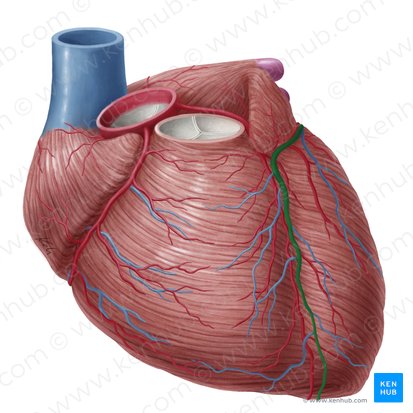 <ul><li><p>prominent in the anterior interventricular sulcus <u>with the left anterior descending artery (LAD)</u></p></li><li><p>also follows the <u>circumflex artery </u>around to the posterior surface of the heart</p></li></ul><p></p>