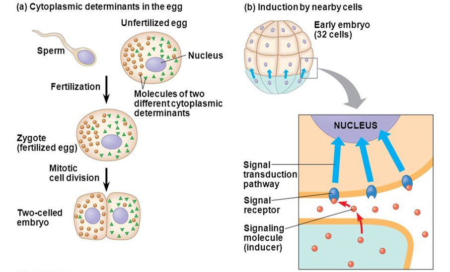 <p>Process by which determination is done. It occurs when one cell or tissue sends out an extracellular signal which is received and responded to by neighboring cells.</p>