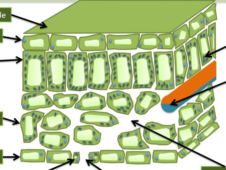 <p>Label the parts of the leaf in the diagram.</p>