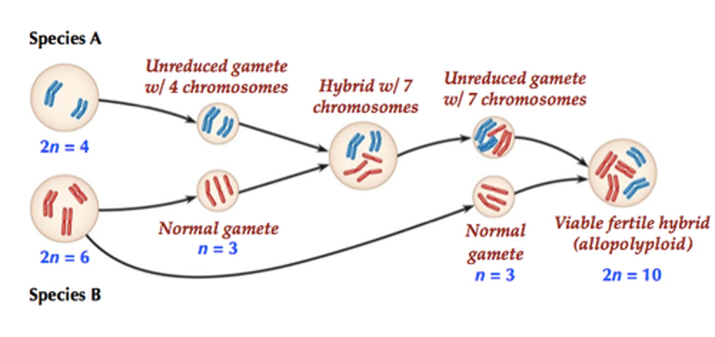 <p>Results from hybridisation between species. Chromosome doubling must occur for viable offspring to be produced.</p>