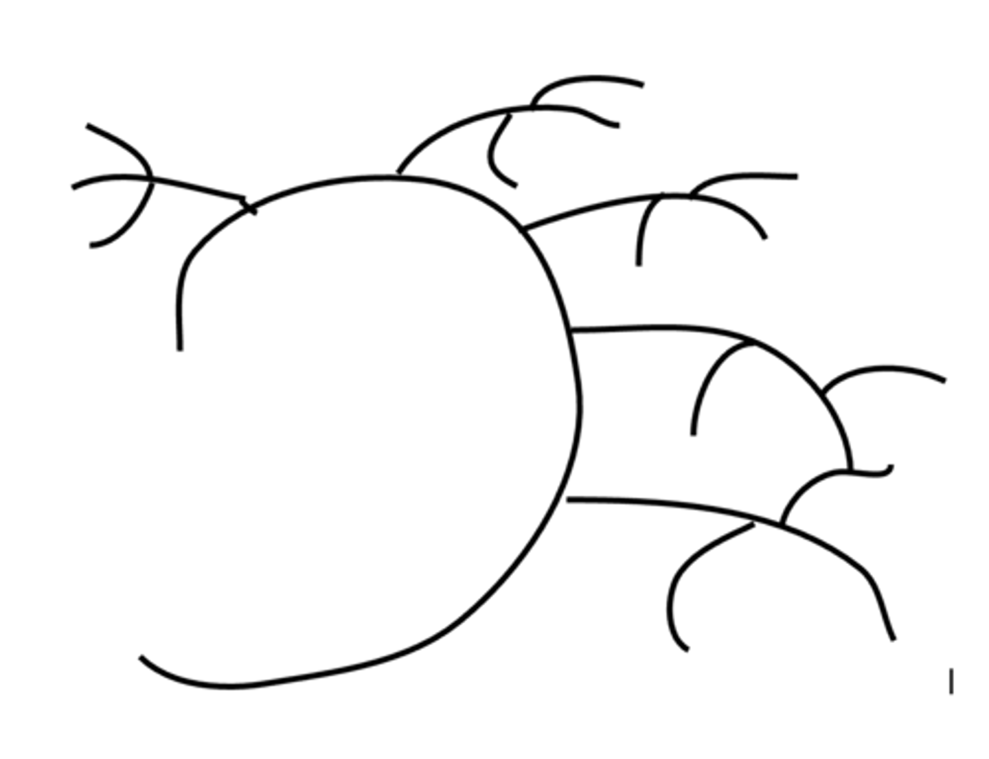<p>Amylopectin is a polymer of alpha glucose.</p><p>Has 1,4 and 1,6 glycosidic bonds and is a very branched molecule. The multiple ends make it easy to hydrolyse into glucose for respiration in plants. </p>