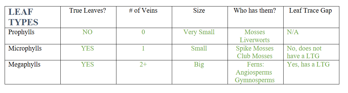 <p><span>prophylls, </span><span><span>microphylls, megaphylls</span></span></p>