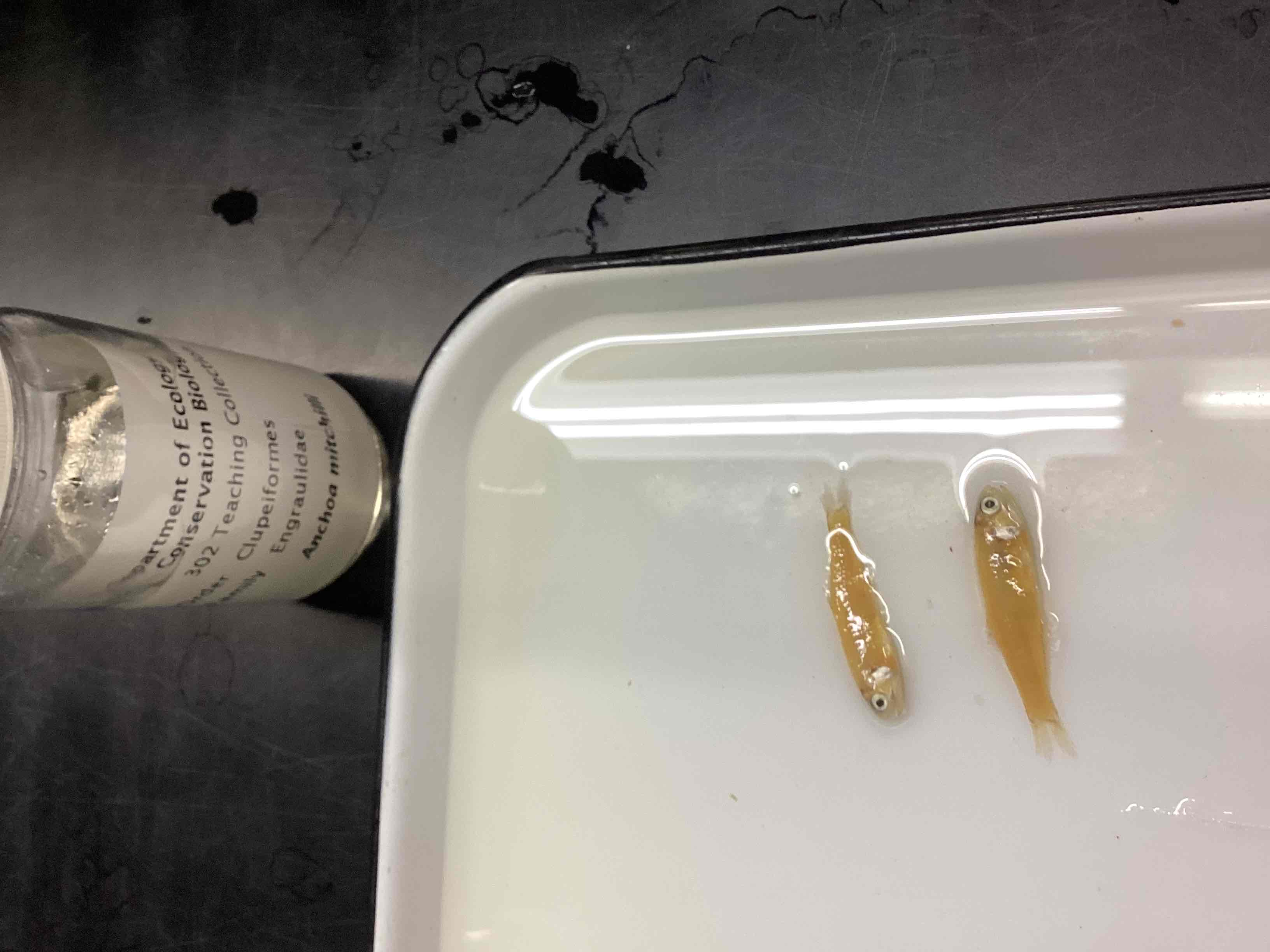 <p>Bay anchovy</p>