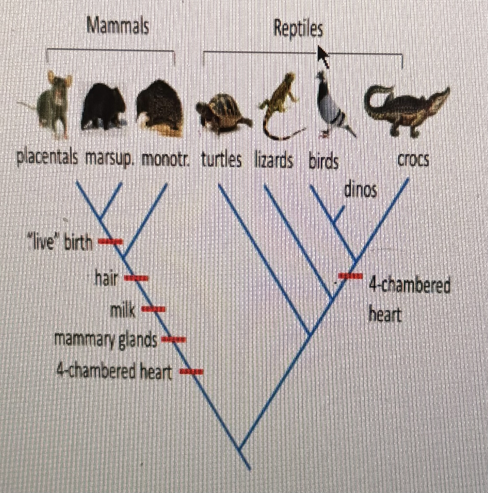 <p>According to this cladogram, which mammalian feature distinguishes Placentals from Monotremes?</p><p>"live" birth</p><p>hair</p><p>big ears</p><p>long noses</p>