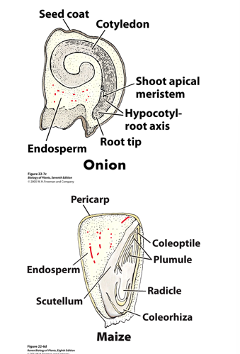 <p>one cotyledon is present </p><ul><li><p>primary function is to absorb nutrients</p></li><li><p>Large reserves of endosperm remain in the seed</p></li></ul><p></p><p>most of the grains we eat (rice, wheat, corn) are monocots</p><p></p>