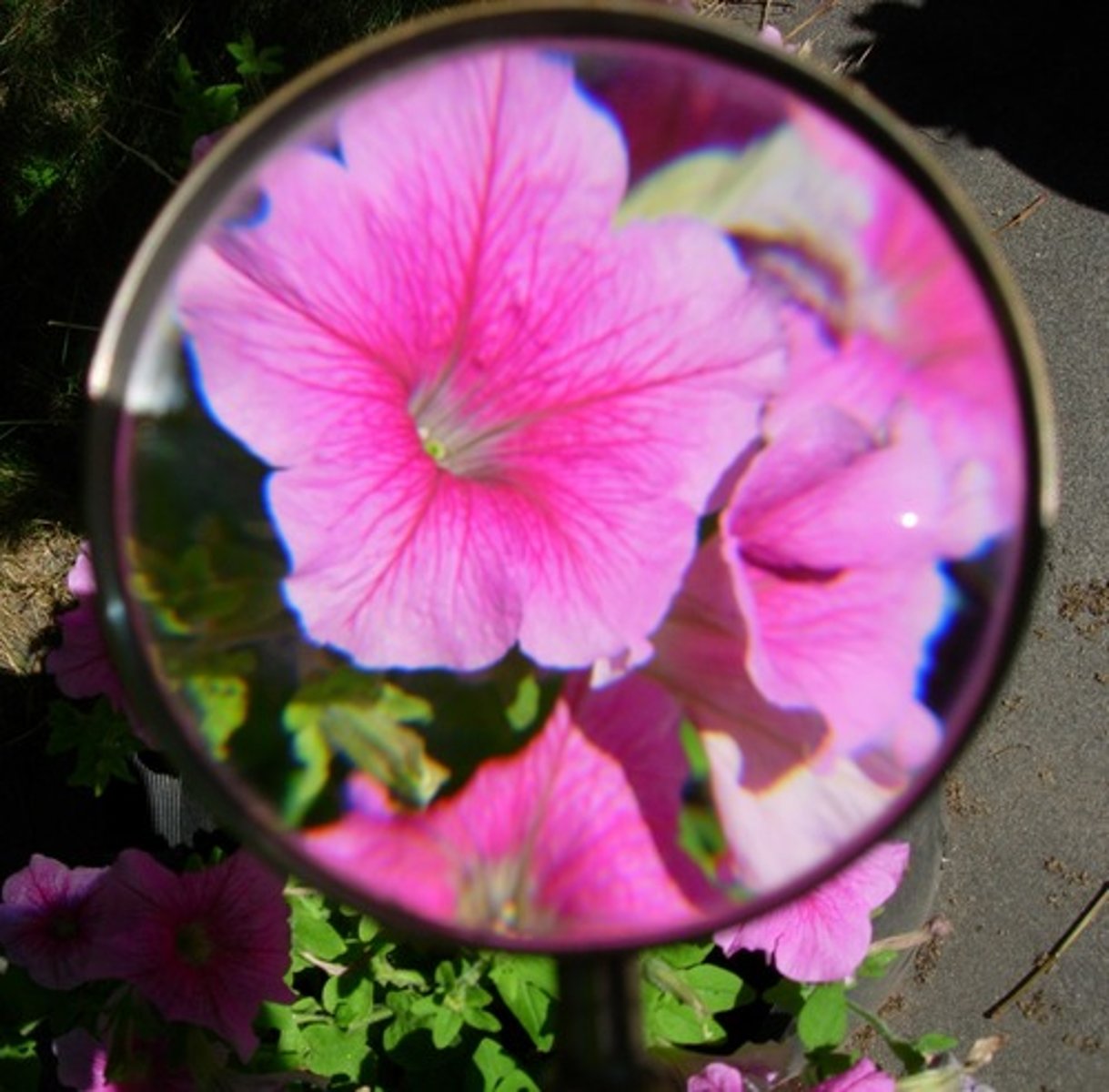 <p>phóng đại</p>