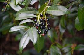<p>What is this plant?</p>