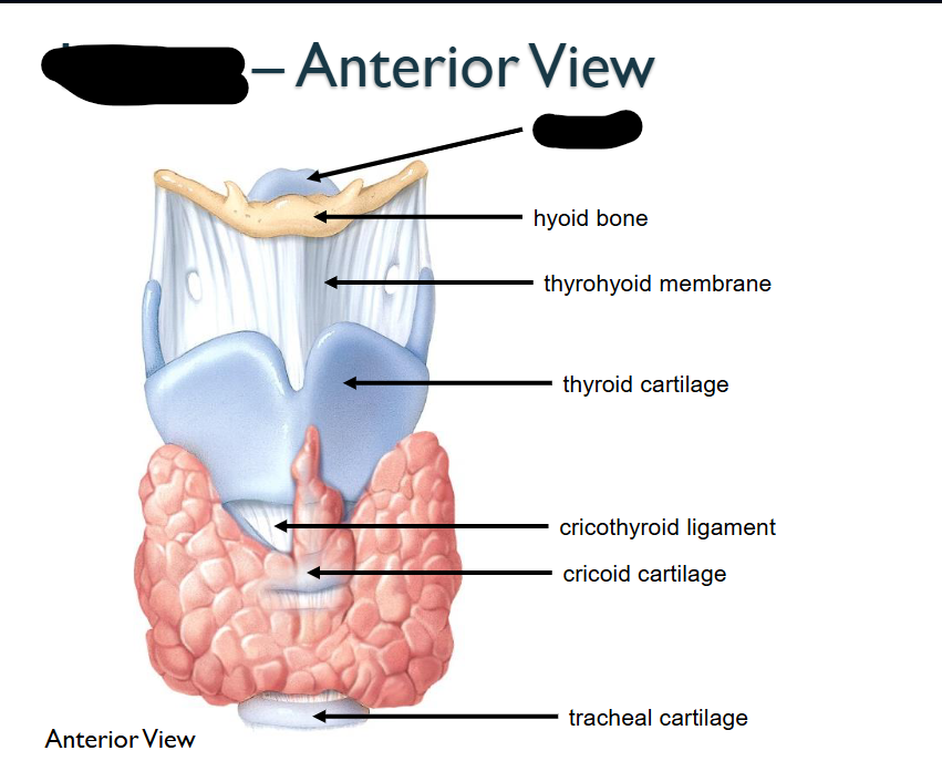 <p>What structure is this within the Larynx?&nbsp;</p>