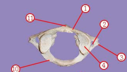 <p><span>Name structure 4 (not superior articular surface)</span></p>