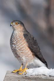 <p>eat songbirds and small mammals, females larger, common in forests</p>