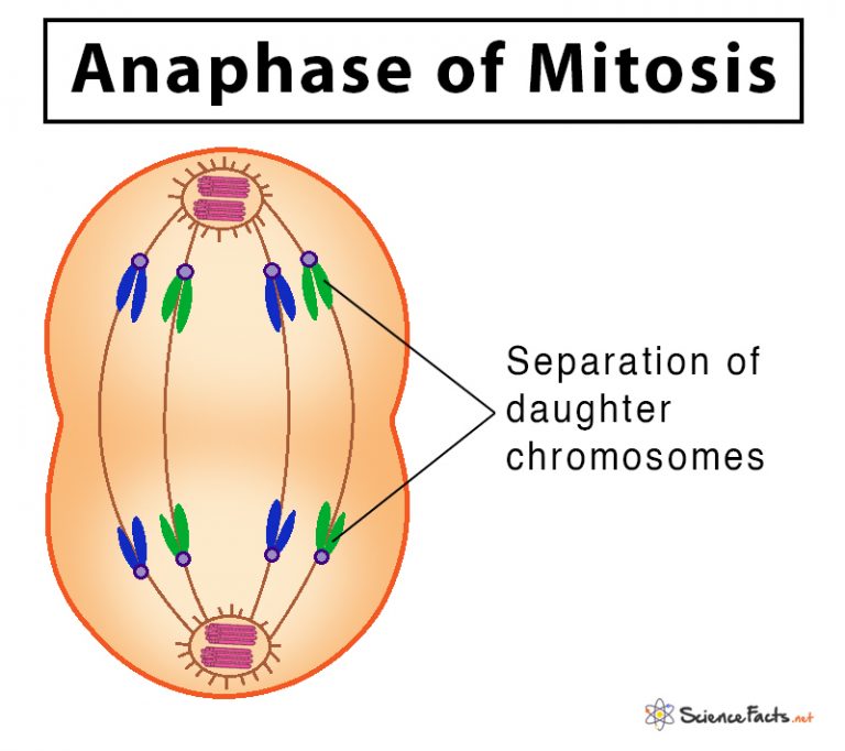 <ol><li><p>spindle fibres contract and pull chromatids apart to opposite poles of the cell</p></li><li><p>mitrochondria gather to provide energy</p></li></ol><p></p>