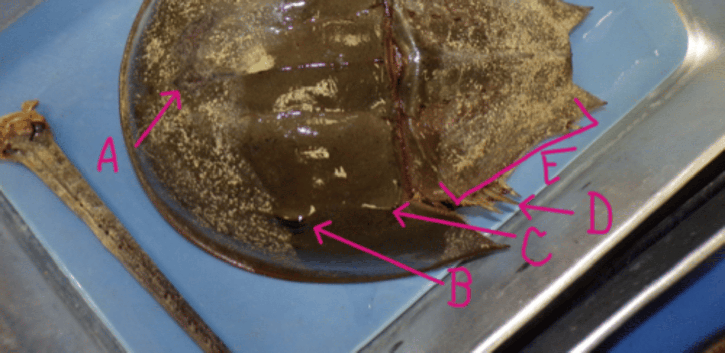 <p>What Phylum, Subphylum, and Class is this animal in?</p><p>What is A, B, C, D, and E pointing to?</p>