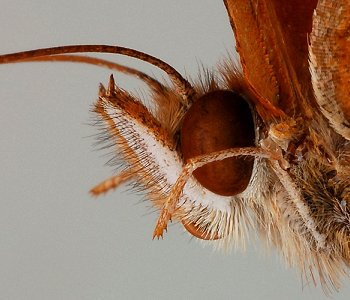 <ol><li><p>Front legs reduced in size and lacking claws; usually held against the body and not used for walking (ventral view)</p></li></ol><p></p><p></p>