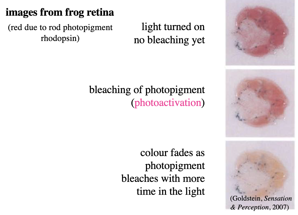 <p><strong>Photoactivation</strong>: absorbed by a molecule of rhodopsin in outer segment of rod → transfers energy to chromophore portion of visual pigment molecule</p><ul><li><p>biochemical cascade of events resulting in closing of cell membrane channels that normally allow ions to flow into rod’s outer segment</p></li></ul><p></p>